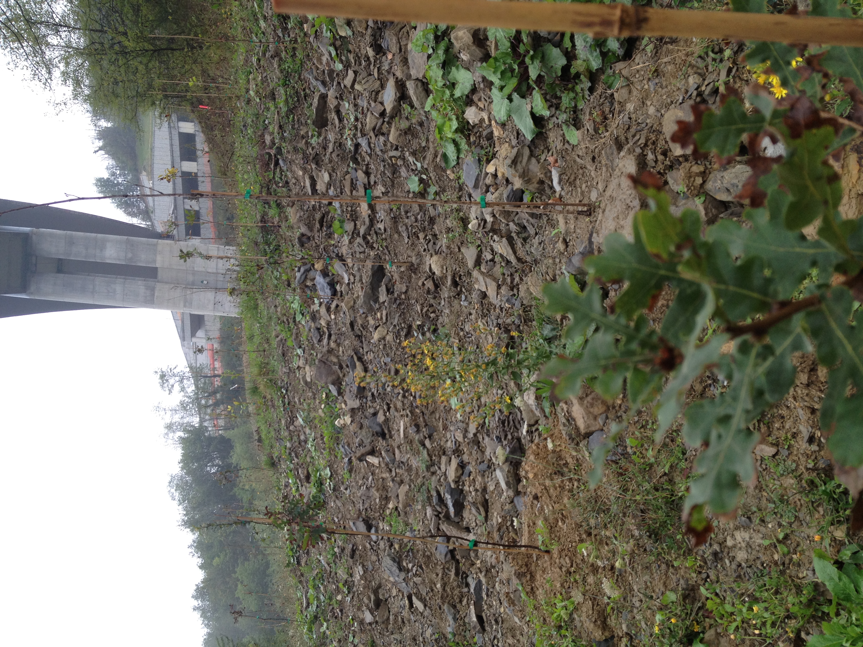 riforestazioni